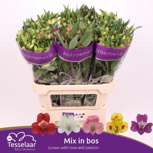 Alstroemeria gemengd in bos