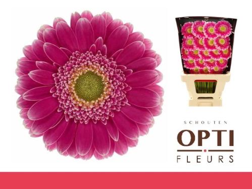 Gerbera mini Wonderwall