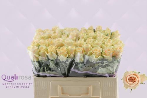 Rosa grootbloemig Charmant