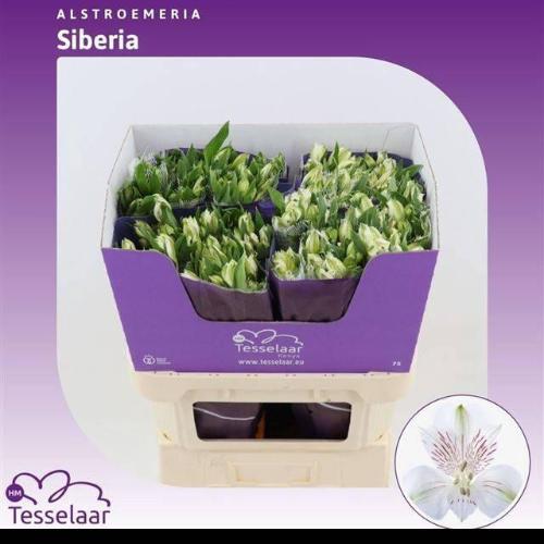 Alstroemeria Siberia