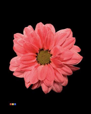 Chrysanthemum Indicum Grp tros santini kleurbehandeld H%