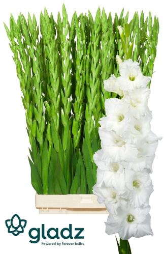 Gladiolus grootbloemig 'Essential'