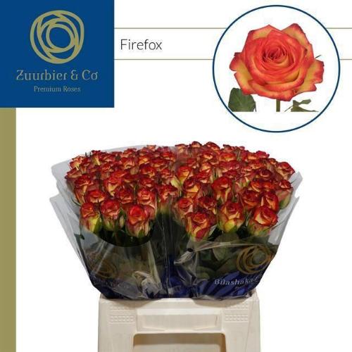 Rosa grootbloemig Firefox