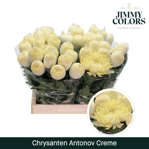 Chrysanthemum (Indicum Grp) geplozen Antonov kleurbehandeld H%