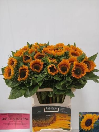 Helianthus annuus 'Sunrich Provence'