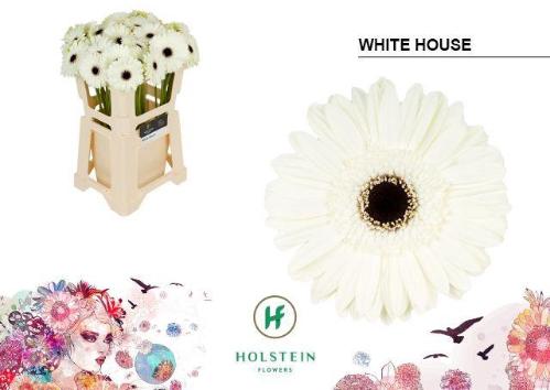Gerbera grootbloemig 'White House'