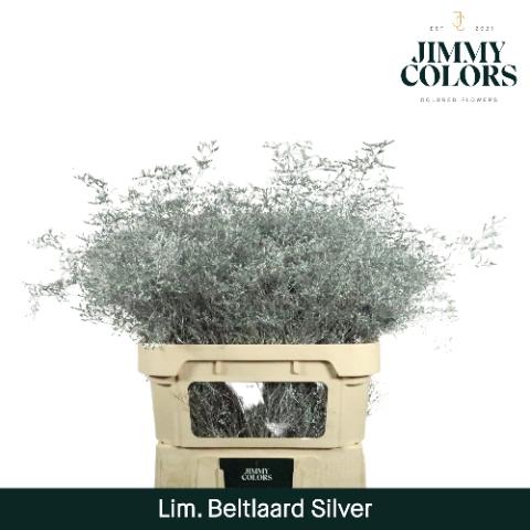 Limonium overig kleurbehandeld H%