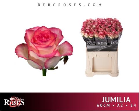 Rosa grootbloemig Jumilia
