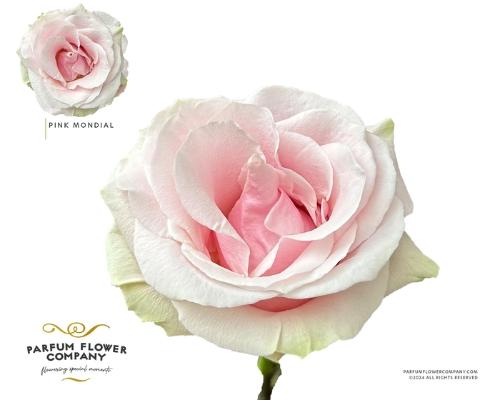 Rosa grootbloemig Pink Mondial