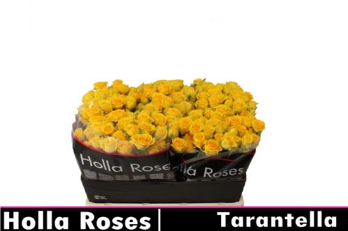 Rosa tros Tarantella