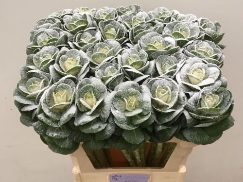 Brassica oleracea kleurbehandeld H%