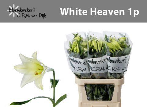 Lilium longiflorum 'White Heaven'