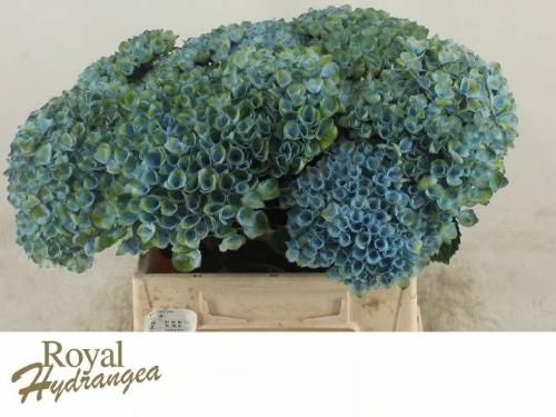 Hydrangea macrophylla Magical Revolution