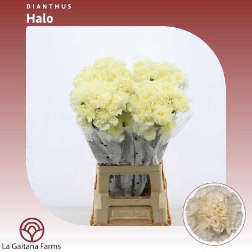 Dianthus standaard Halo