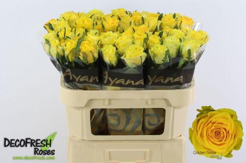 Rosa grootbloemig Golden Smile