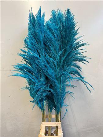 Cortaderia overig