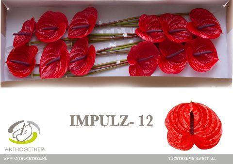 Anthurium (Andreanum Grp) Impulz