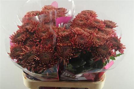 Chrysanthemum (Indicum Grp) geplozen Hornbill Salmon