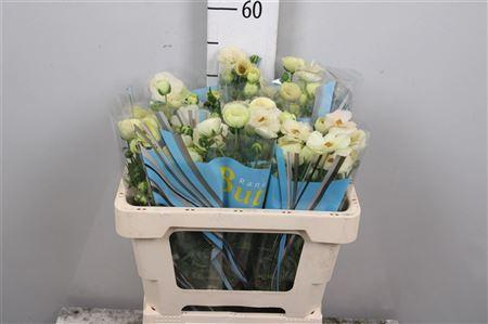 Ranunculus Butterfly Keramos