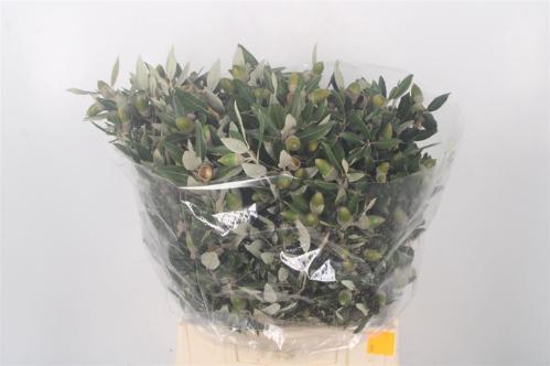 Decoratiegroen groot blad
