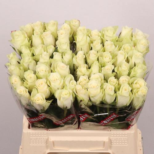 Rosa grootbloemig Athena