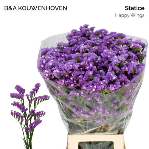 Limonium sinuatum Happy Wings