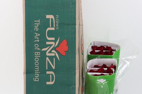 Rosa grootbloemig Freedom