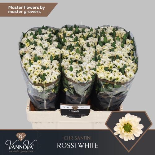 Chrysanthemum Indicum Grp tros santini 'Rossi White'