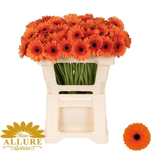 Gerbera mini 'Caramba'