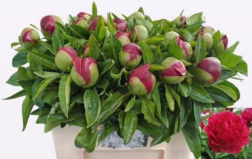 Paeonia 'Red Charm'