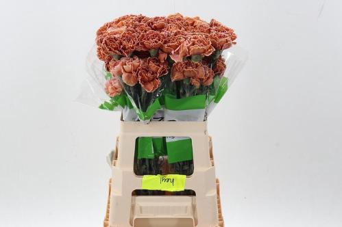 Dianthus standaard kleurbehandeld H%