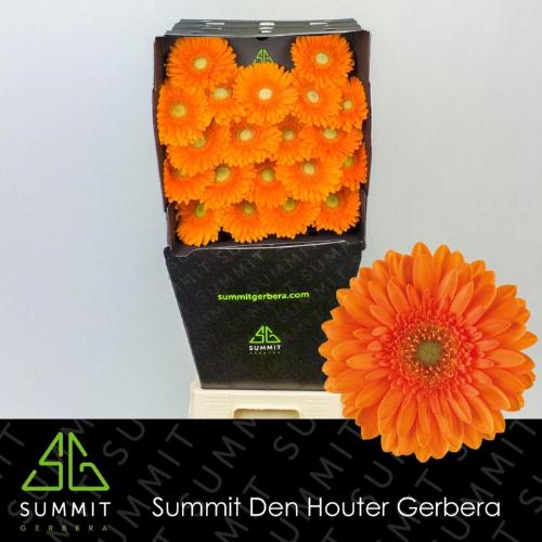 Gerbera mini 'Cuby'