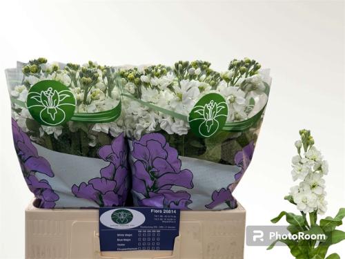 Matthiola incana Aida White