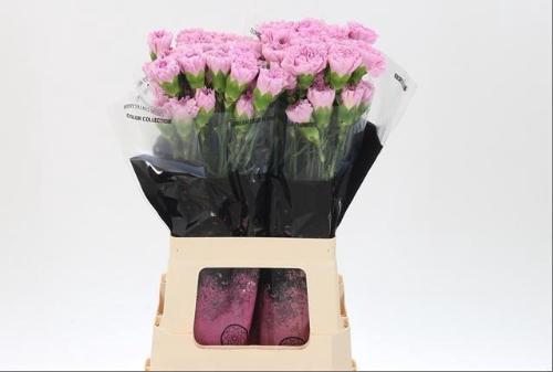 Dianthus standaard Clearwater