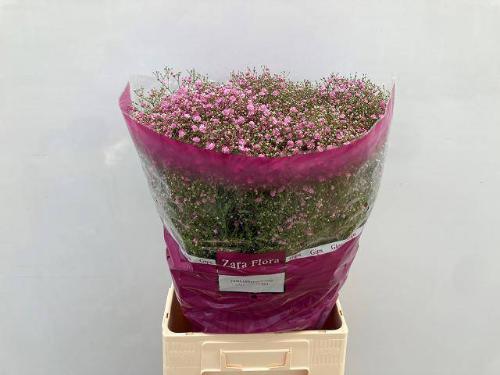 Gypsophila paniculata 'My Pink'