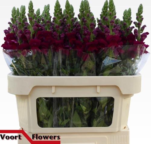 Antirrhinum majus 'Antibes Red'