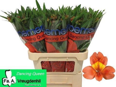 Alstroemeria Dancing Queen