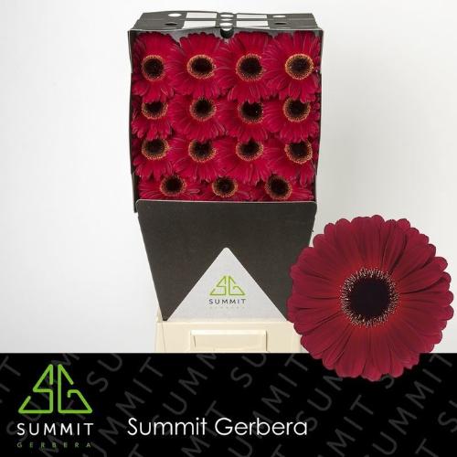 Gerbera grootbloemig 'Dark Diamond'