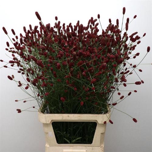Sanguisorba officinalis 'Red Dream'