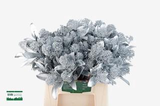 Skimmia per bos overig kleurbehandeld H%