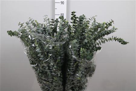 Eucalyptus per bos 'Baby Blue'