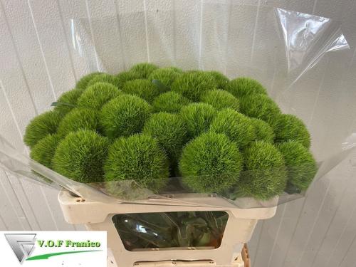Dianthus barbatus Green Trick
