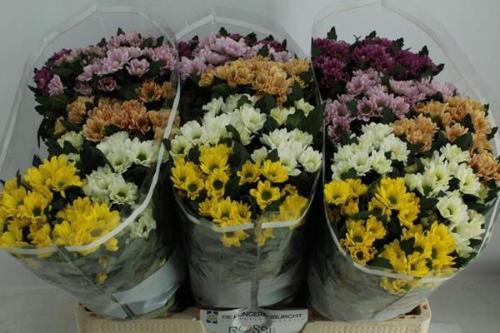 Chrysanthemum Indicum Grp tros santini Rossi gemengd in fust