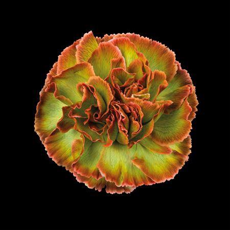 Dianthus standaard kleurbehandeld H%