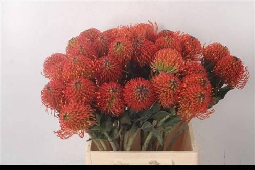 Leucospermum nutans 'Sunrise'
