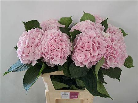 Hydrangea macrophylla 'Verena'
