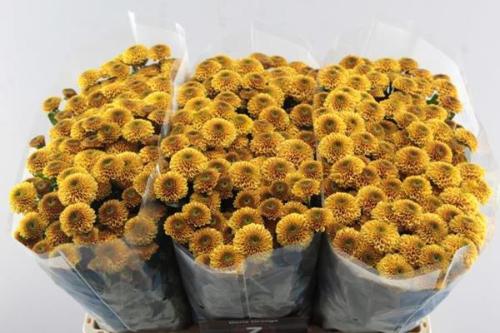 Chrysanthemum Indicum Grp tros santini Aaa Doria Orange
