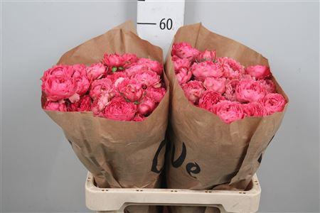 Rosa tros overig