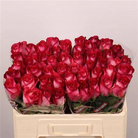 Rosa grootbloemig Nicoletta