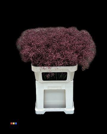 Gypsophila overig kleurbehandeld H%